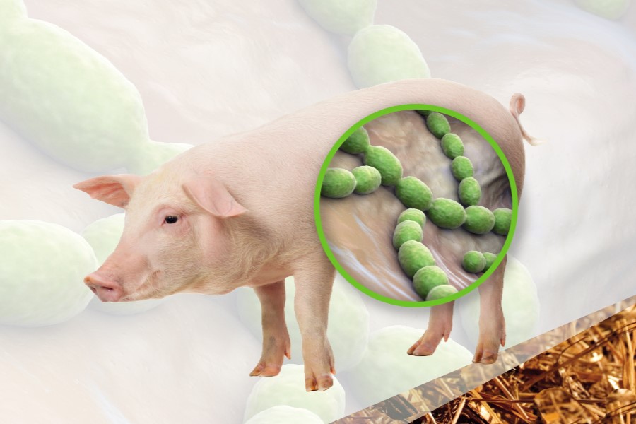 Bộ Y tế chỉ đạo tăng cường phòng, chống bệnh liên cầu lợn trên người